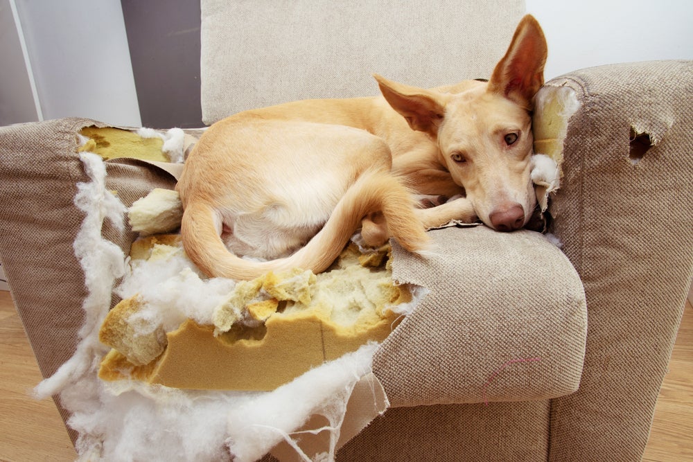 O cachorro destruidor geralmente está entediado, ansioso ou querendo chamar atenção