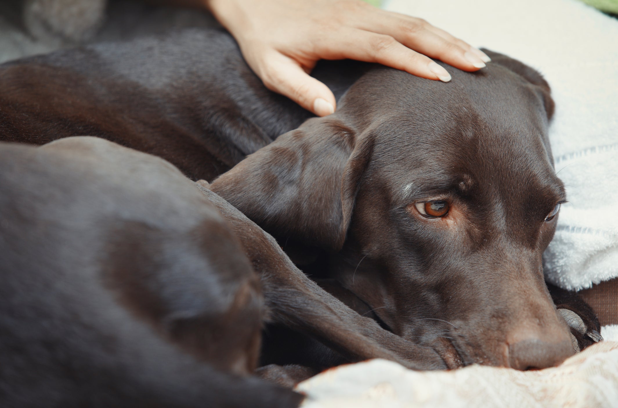 O cachorro defecando sangue e/ou vomitando pode significar desde alergias até doenças mais graves