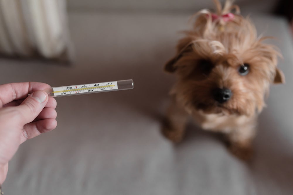 Uma das dicas de como saber se o cachorro está com febre é usando o termômetro