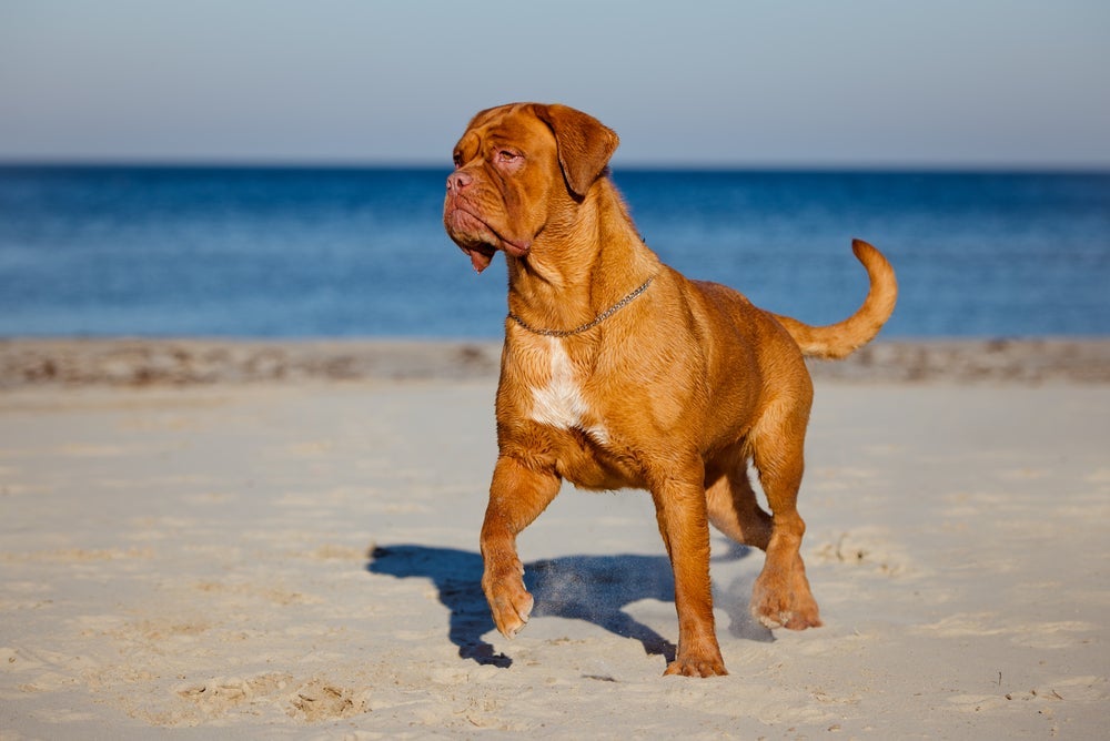 Dogue-de-Bordeaux, filhote ou adulto, precisa de uma boa socialização