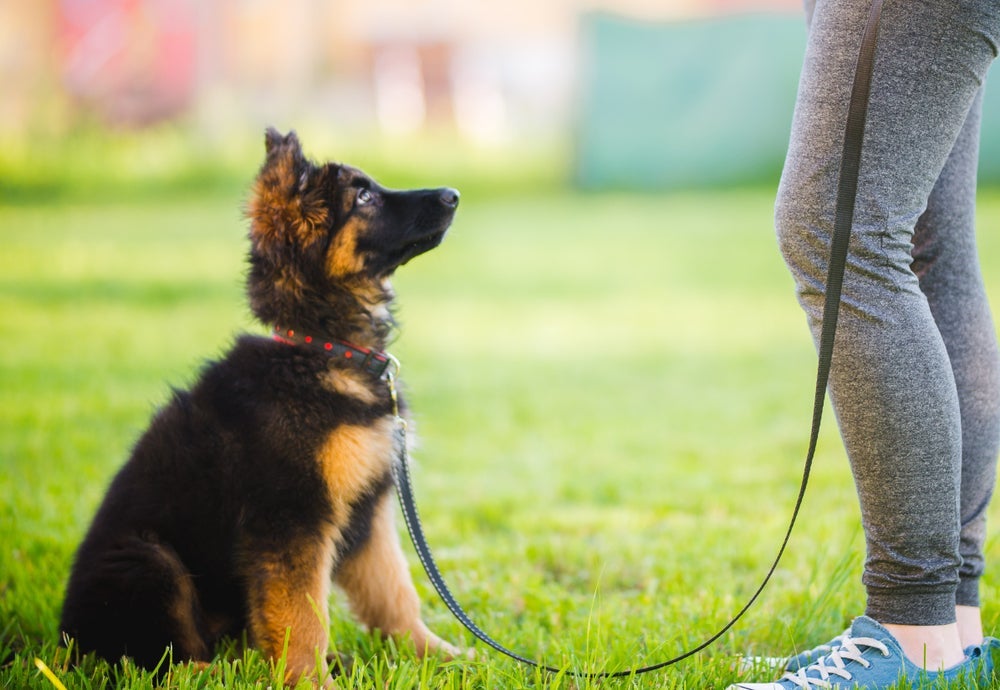 Cachorro manso e dominante precisam de socialização para lidar com outros animais e pessoas