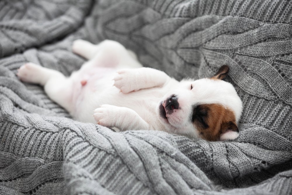 Cachorro dormindo de barriga para cima: a posição que o cão dorme pode indicar seu nível de confiança no ambiente