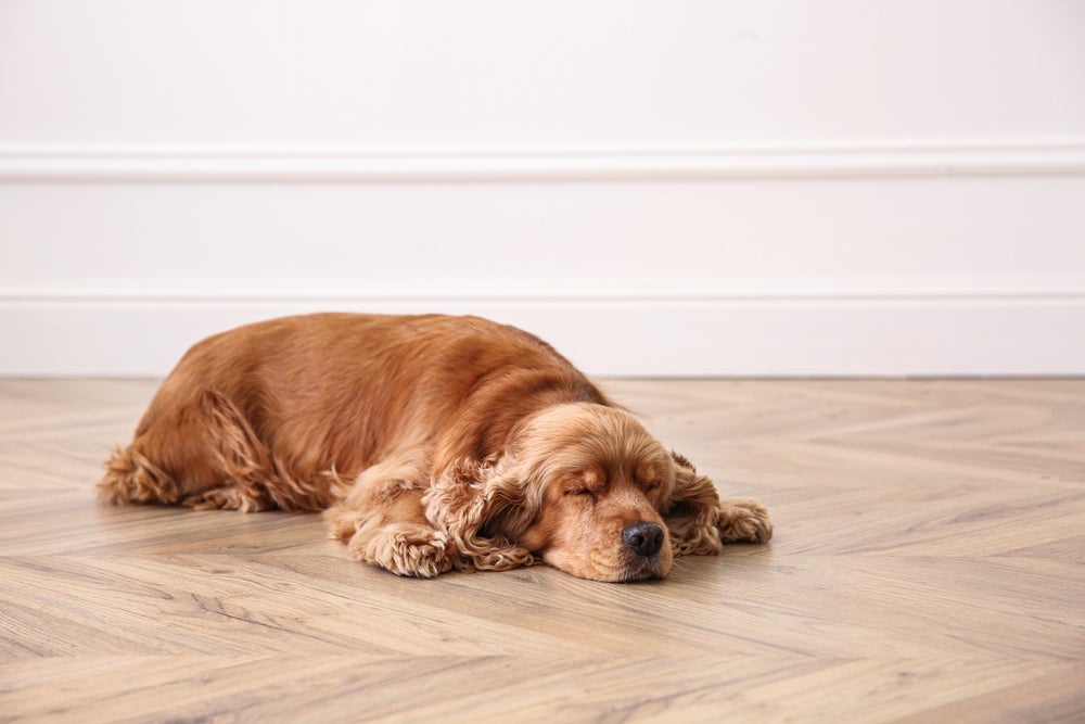 Se o seu cãozinho dorme de barriga para baixo e com as patas esticadas, é certo que ele é um animal cheio de energia e muito leal