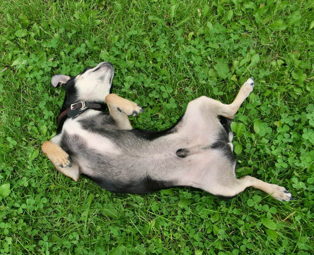 O cachorro dormindo de barriga para cima com as pernas abertas mostra que ele está vulnerável, mas também se sente seguro naquele ambiente.