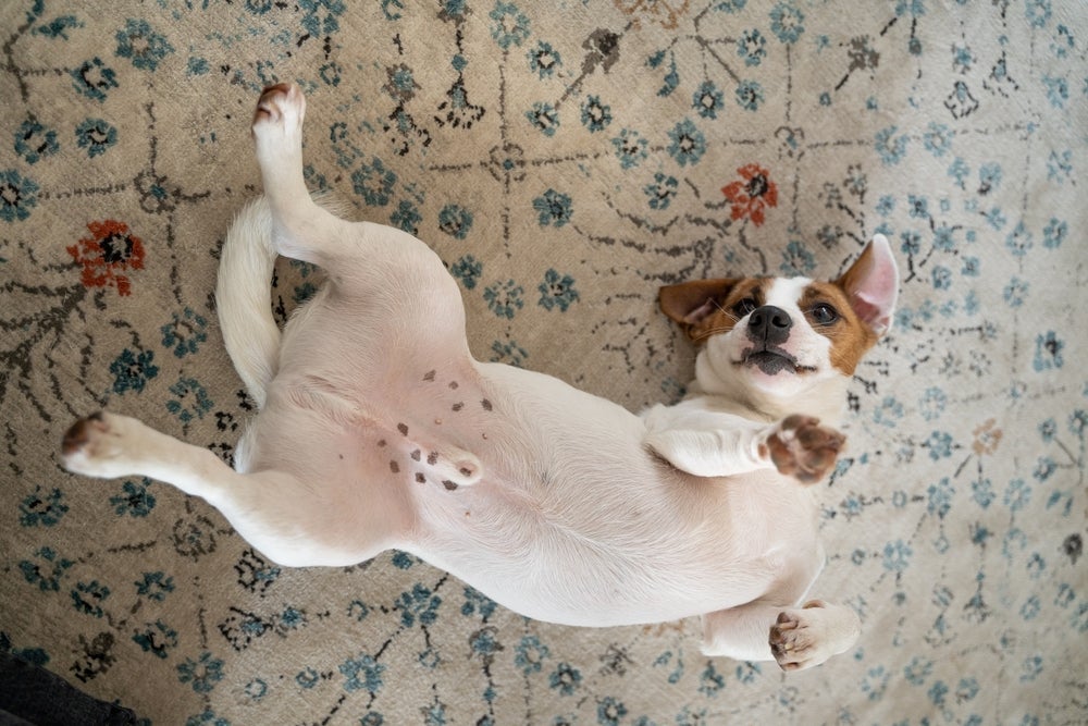 Um cachorro dormindo de barriga para cima chega a ser engraçadinho e significa que ele está muito relaxado.