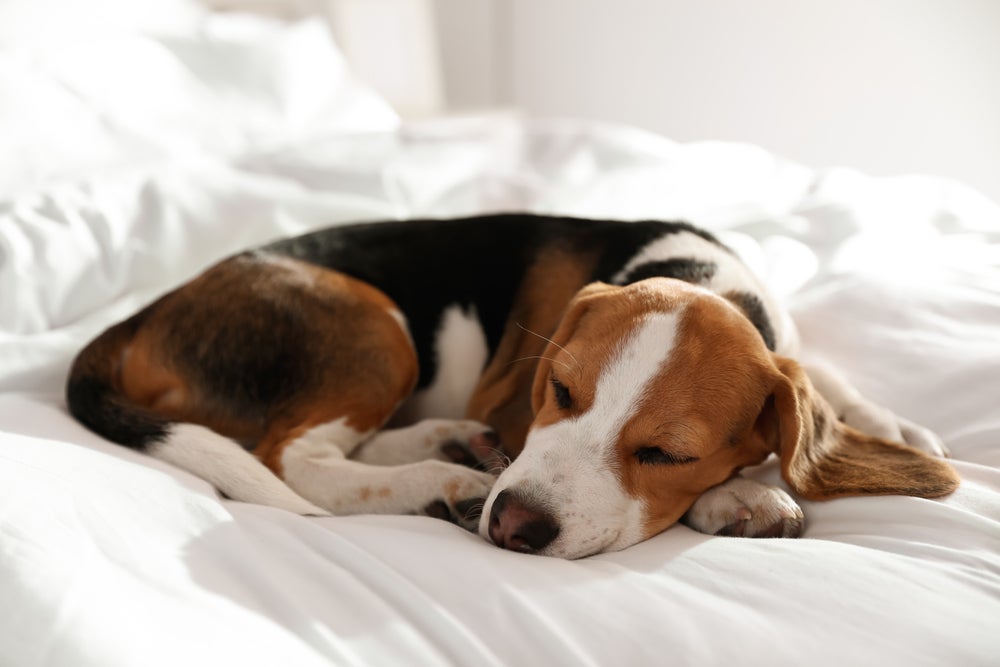Bastante comum, o cachorro dormindo enrolado na posição de bolinha significa que ele está tentando se aquecer.