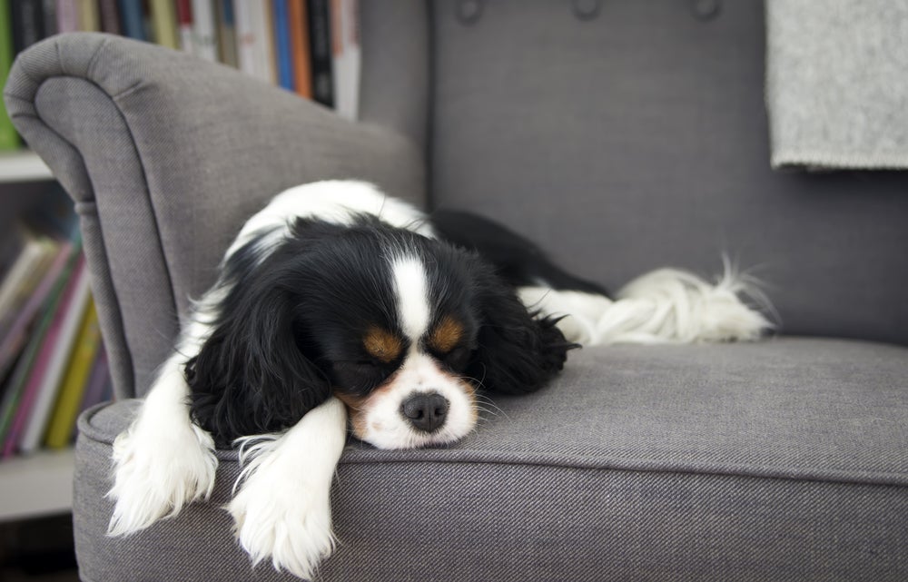 Como o padrão de quantas horas cachorro dorme é alto, sempre vemos o doguinho tirando uma soneca