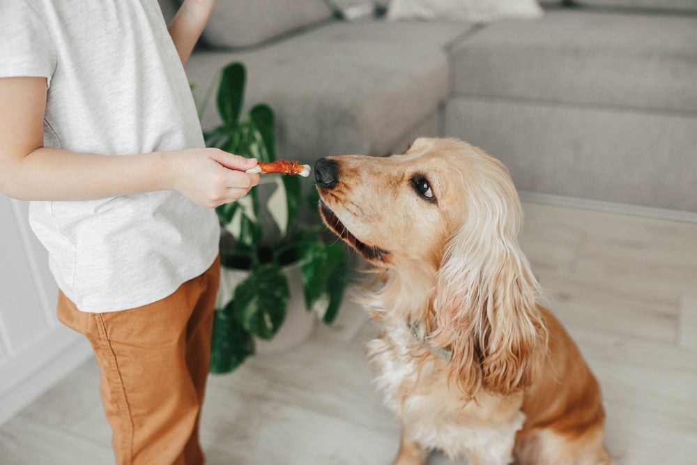 Criança e cachorro desconhecidos podem precisar de mais tempo para se acostumarem um ao outro.
