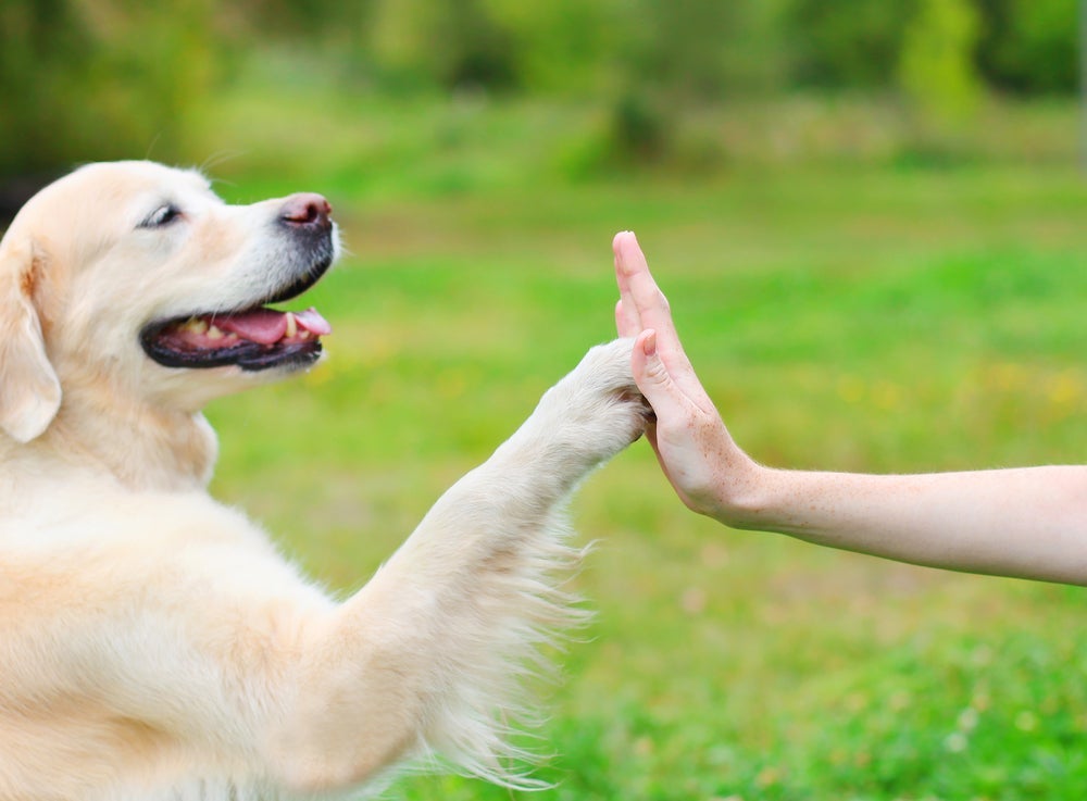 Para saber se o cachorro é destro ou canhoto, peça para ele dar a patinha e veja qual ele oferece primeiro