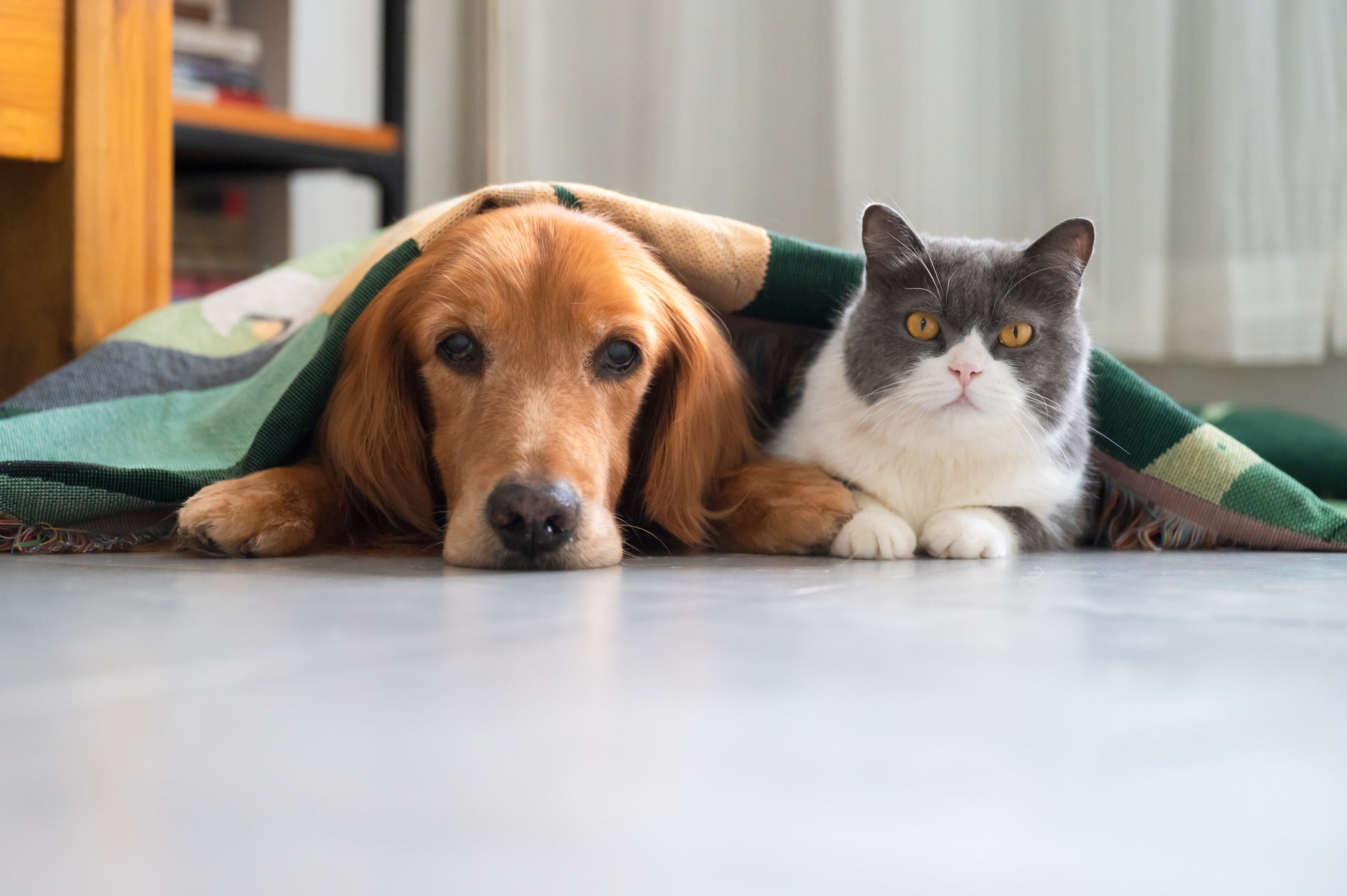 Manter um cachorro custa mais caro do que um gato