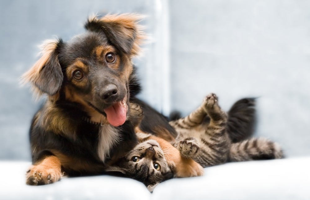 O cachorro e gato podem se tornar melhores amigos