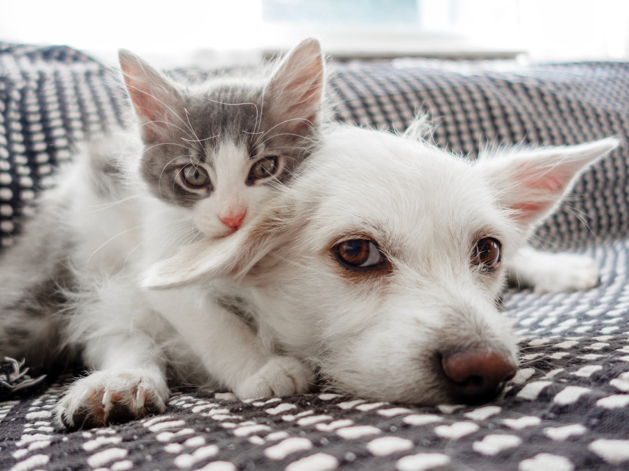 Cães e gatos têm comportamentos similares aos de uma criança
