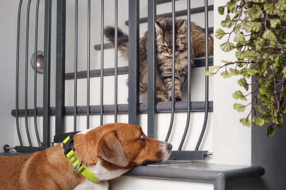Na hora de como acostumar gato com cachorro, crie uma barreira para mantê-los separados