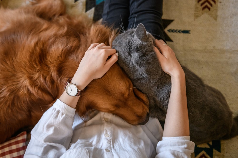 Gato e cachorro se dão muito bem com a socialização certa