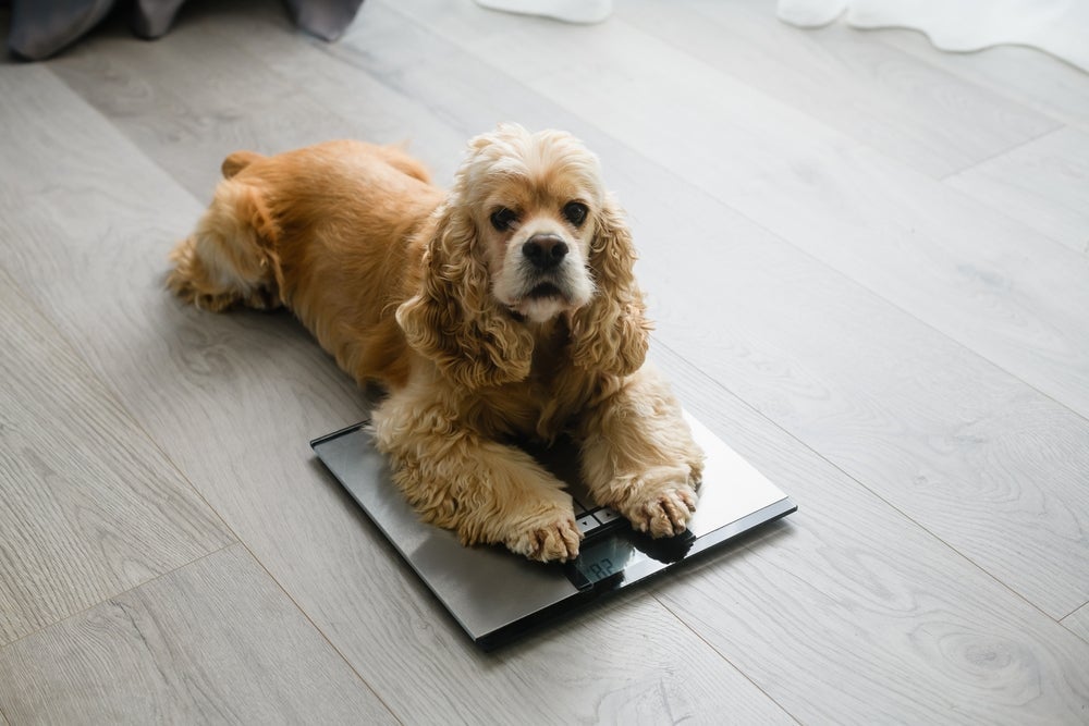 Meu cachorro emagreceu de repente: diabetes, doenças hepáticas e doenças gastrointestinais são possíveis causas