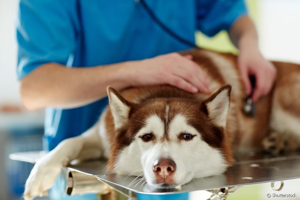 O que fazer quando o cachorro engasga: ir ao veterinário pode ser necessário