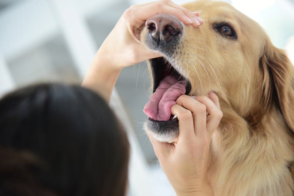 Tente enxergar dentro da garganta do cachorro engasgado o objeto que está causando a obstrução