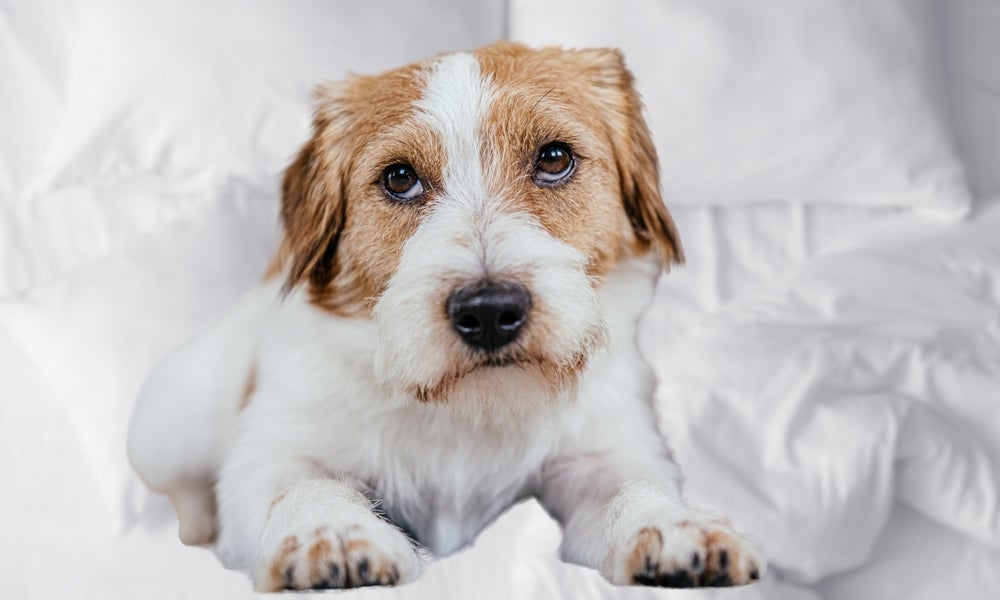Cachorro engasgado: o que pode ser? Comer muito rápido pode estar relacionado
