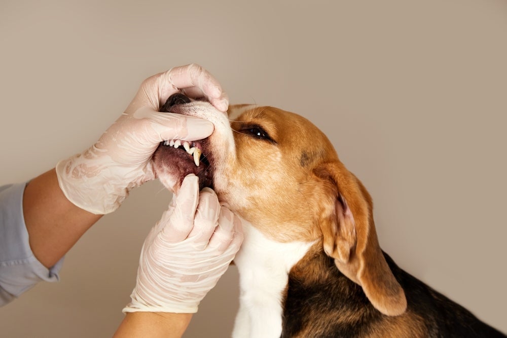 Ã‰ possível desengasgar cachorro ao remover diretamente o que está engasgando o pet