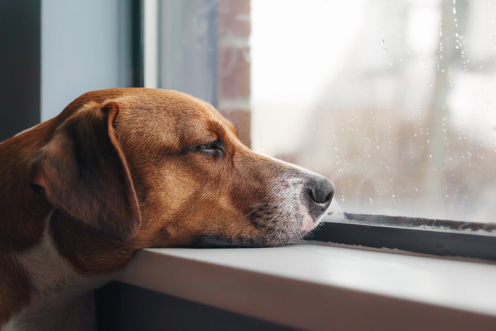 O cachorro entediado pode ficar mais preguiçoso e dormir mais do que o de costume