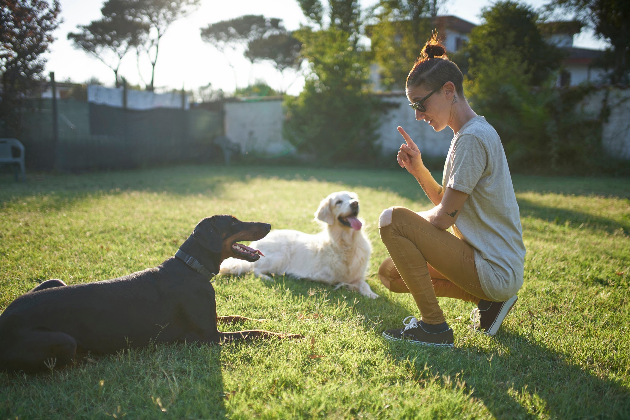 Cachorro entende o que a gente fala: os gestos e a linguagem corporal do tutor ajudam na compreensão