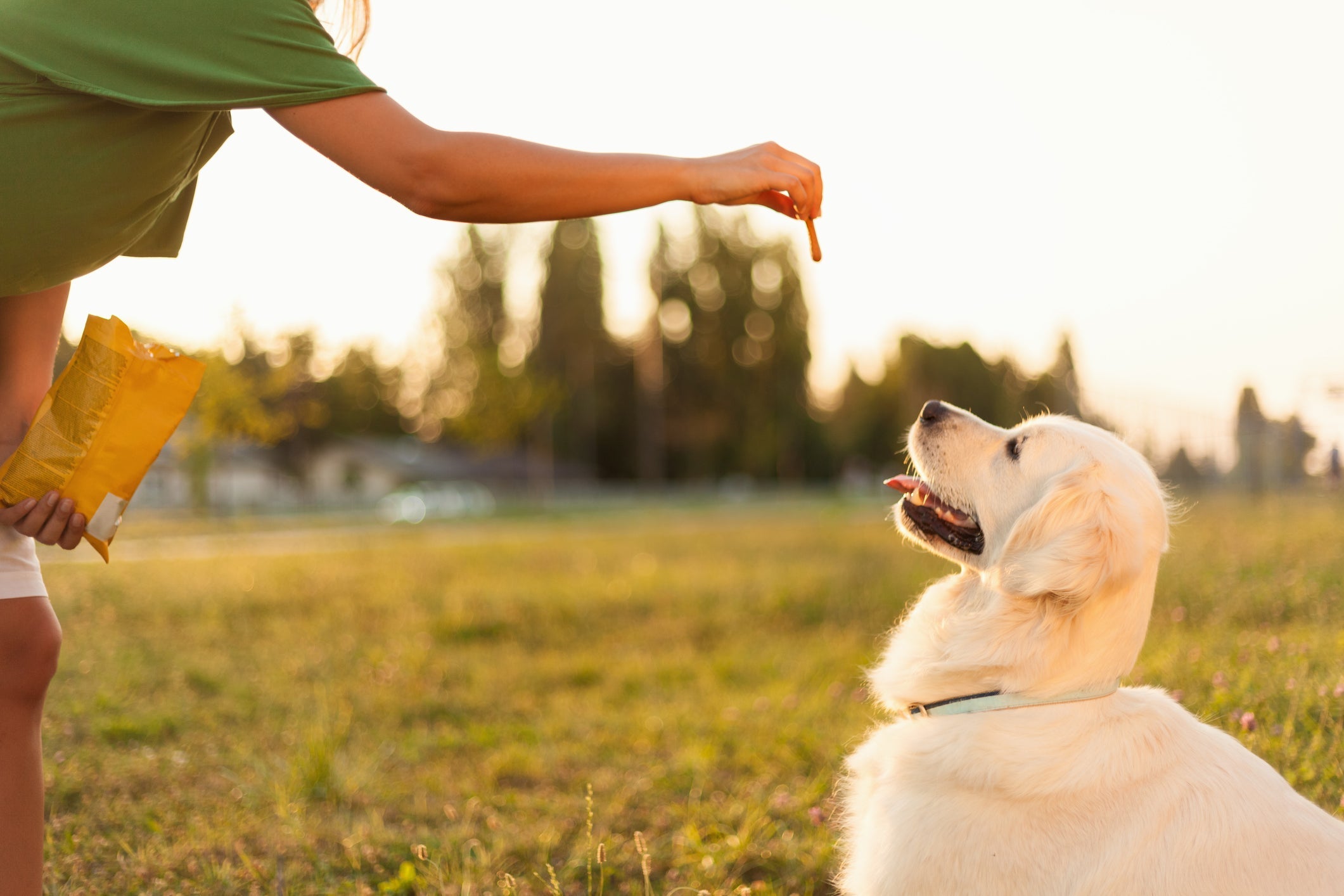 Os cachorros entendem o que os humanos falam pela associação das palavras a situações e ações específicas 