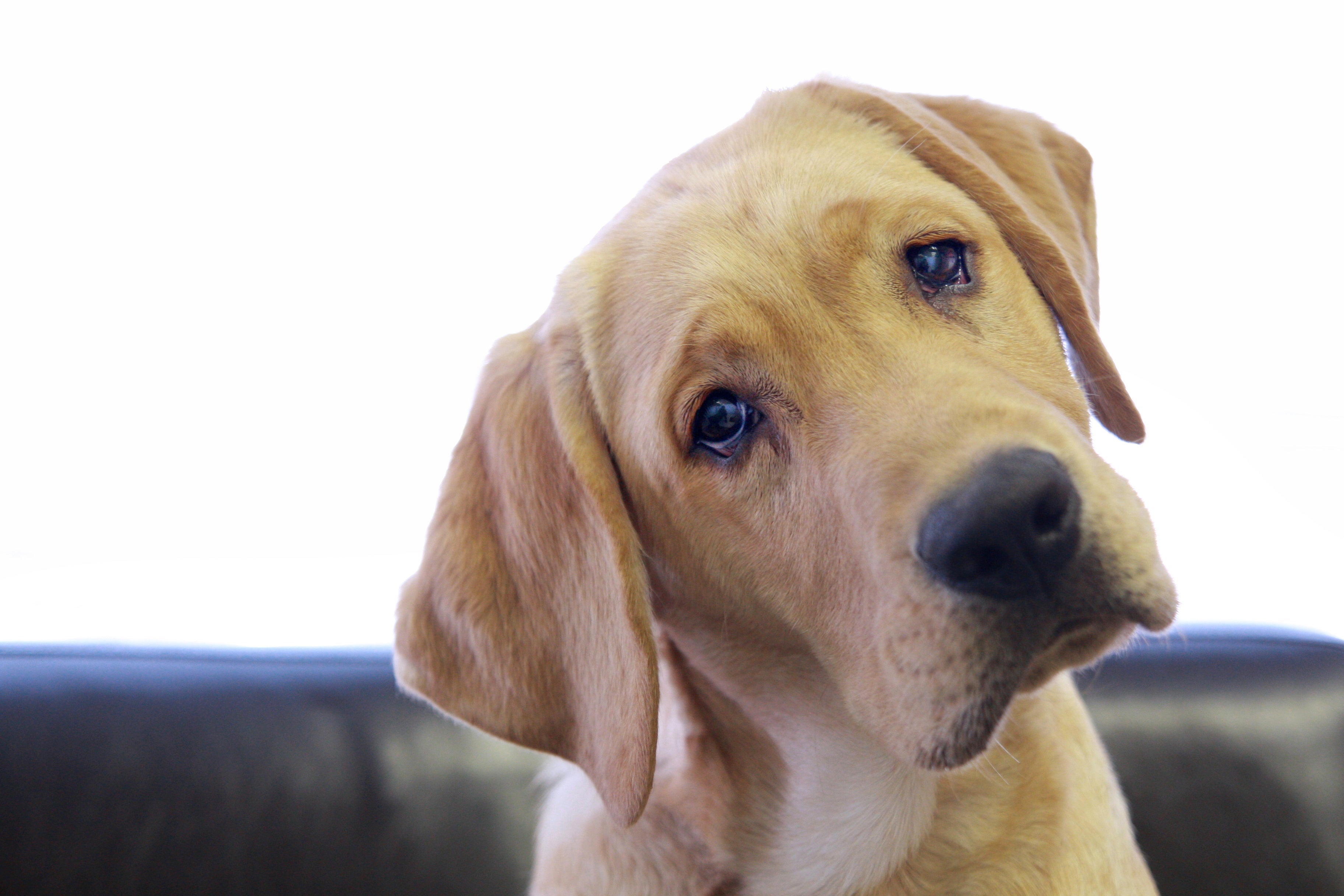 Linguagem canina: quando o cachorro entende o que a gente fala é normal ele virar a cabeça para a direita
