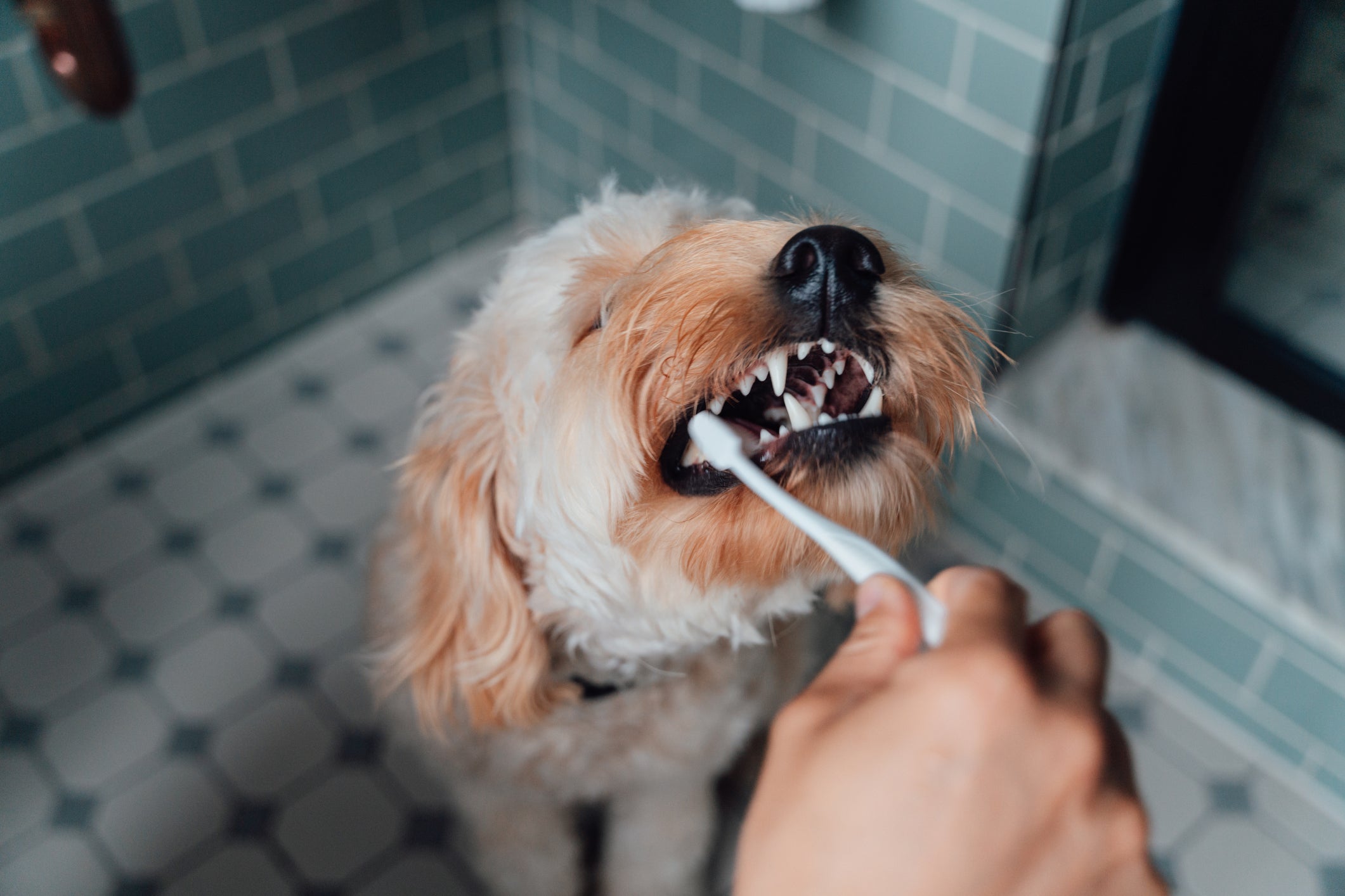 Escovar os dentes do cachorro evita problemas bucais