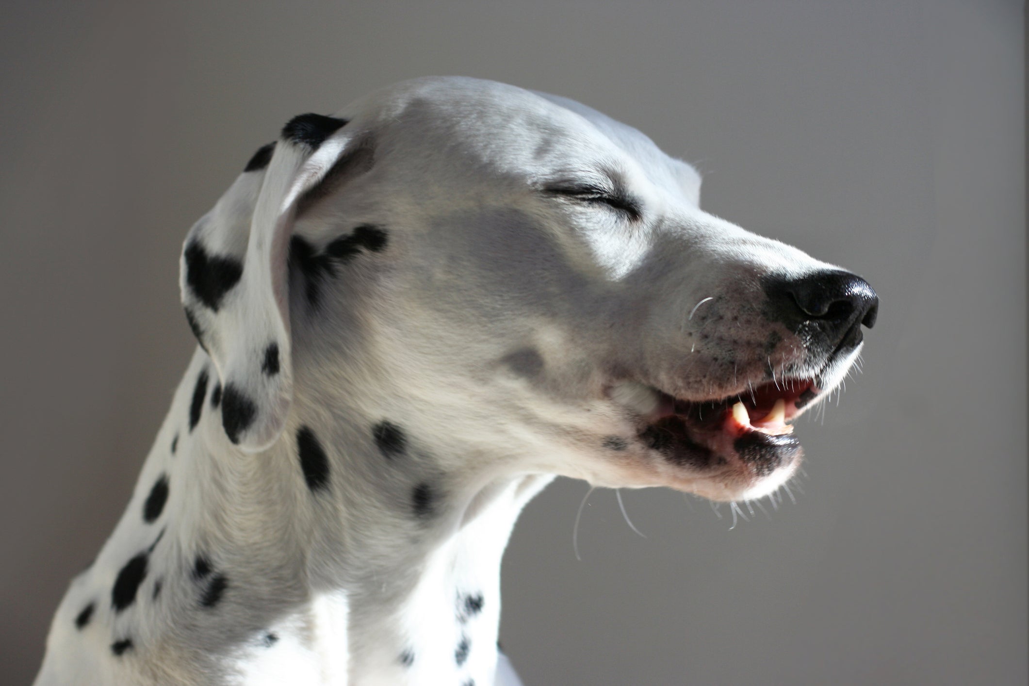 O cachorro espirrando muito deve sempre ser levado ao veterinário, principalmente se houver sangue