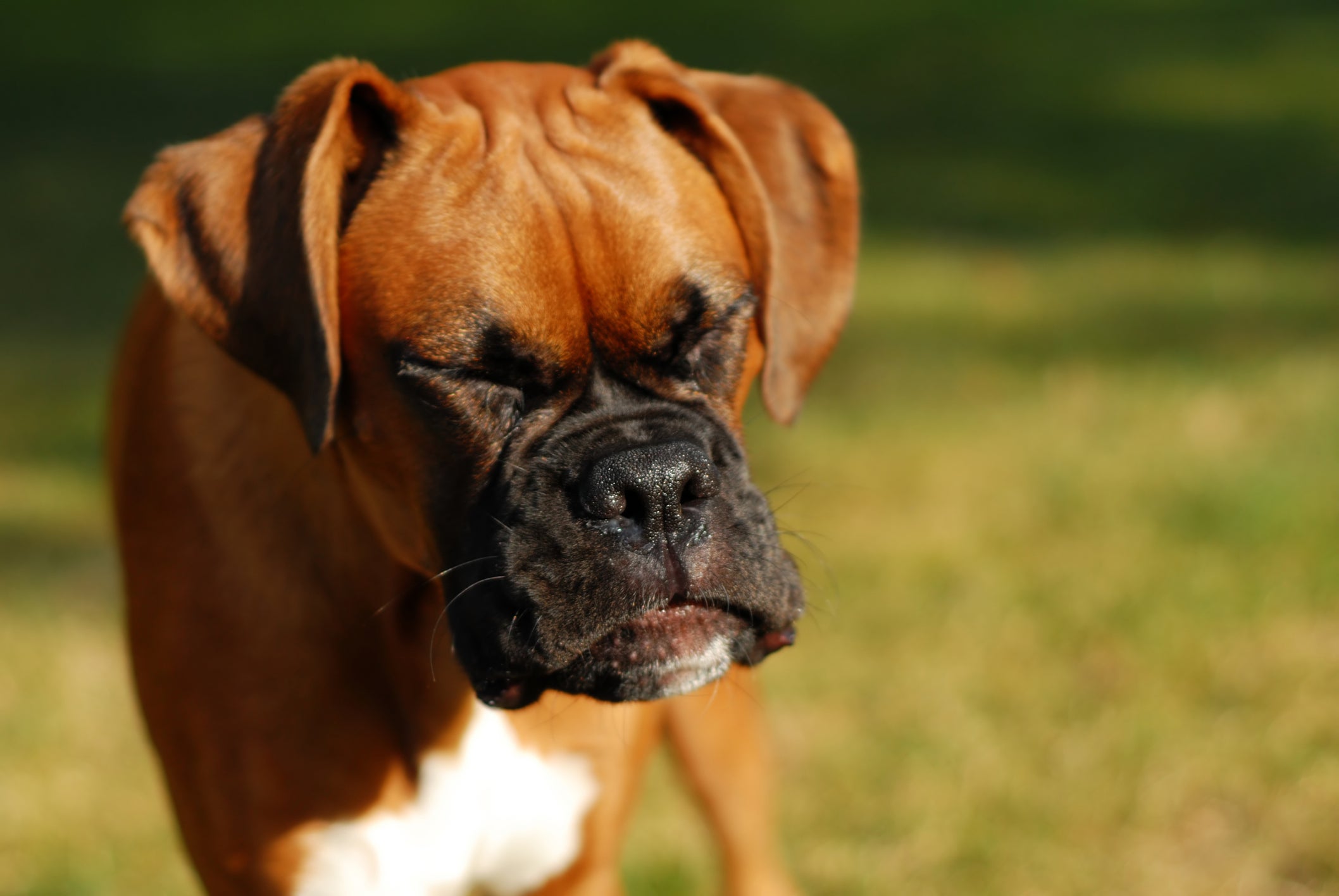 Siga o passo a passo para ajudar a parar o espirro reverso em cães
