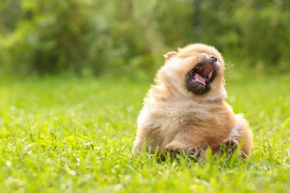 Os cachorros espirram por vários motivos
