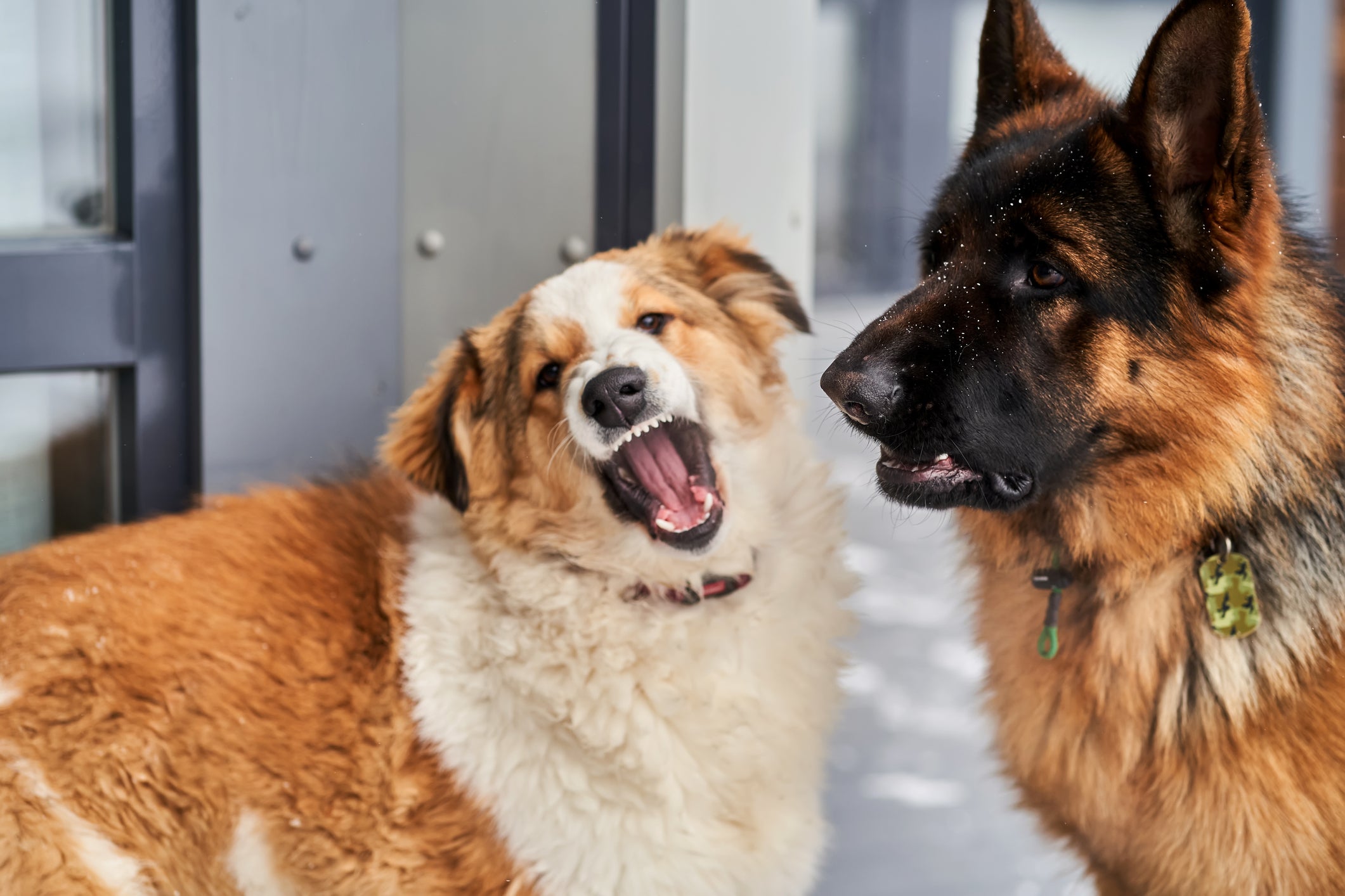 O estresse em cachorros pode agravar ou provocar o desenvolvimento de doenças