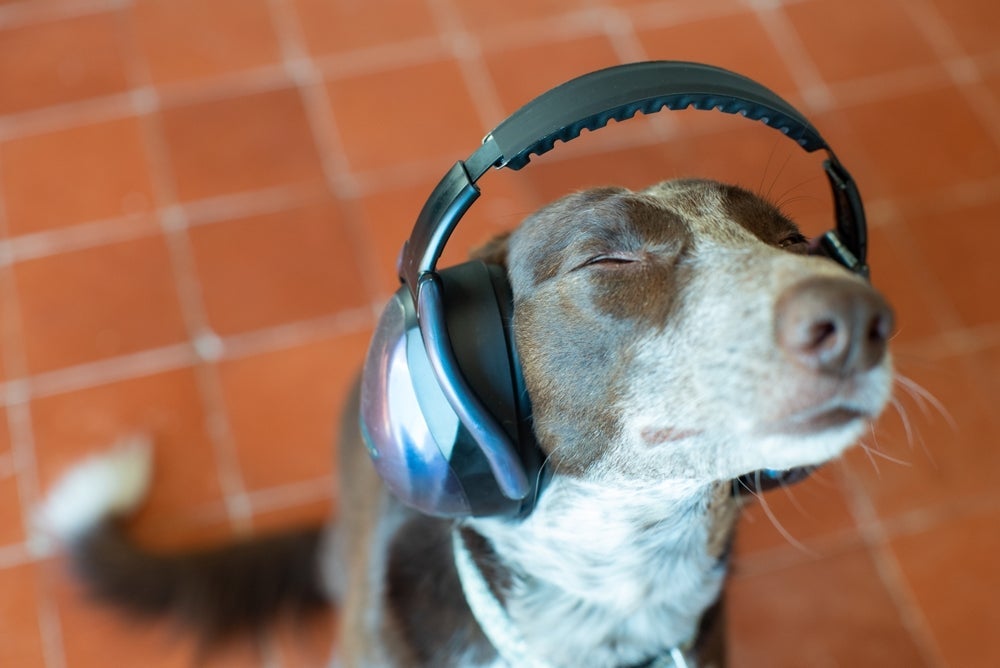 O uso de protetor auditivo pode ajudar bastante cachorros com medo de fogos de artifício