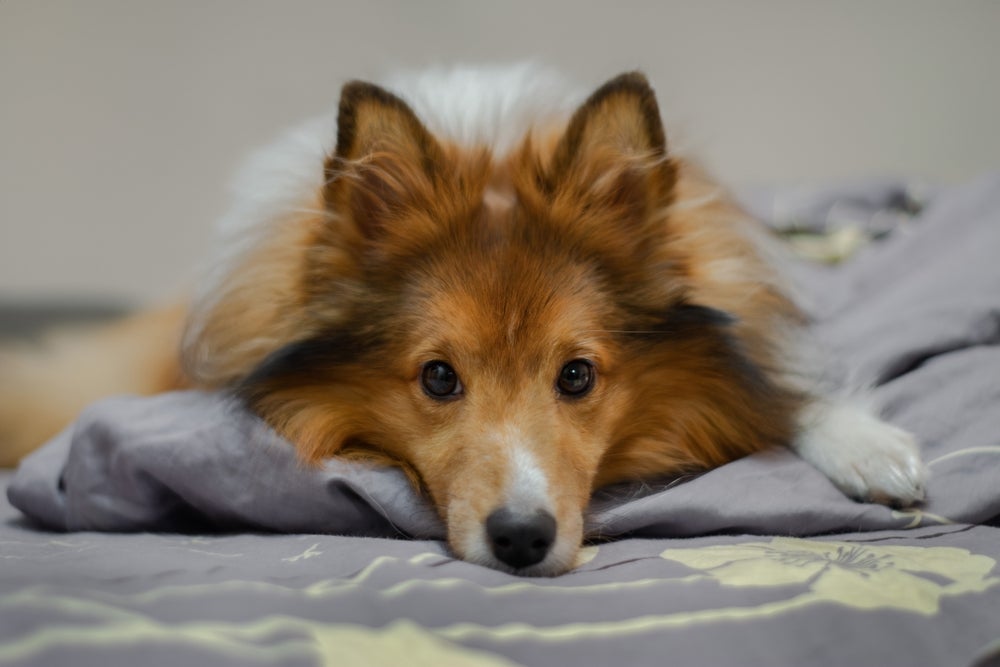 Pesquisadores fizeram um teste para mapear cachorros estressados e pessimistas