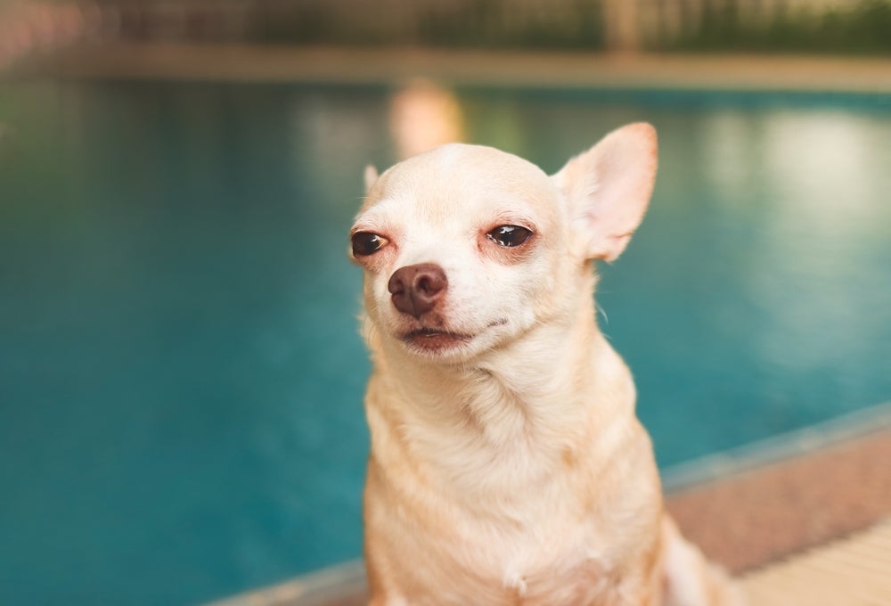 O cachorro estressado tende a ficar mais agitado e latir excessivamente