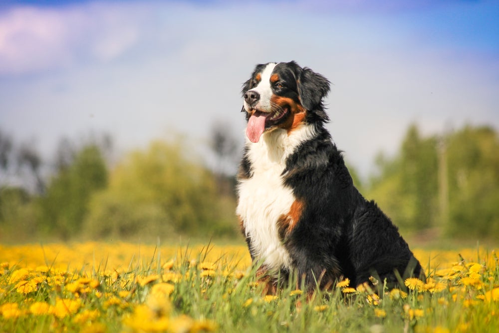 Cachorro vive quantos anos? Boiadeiro de Berna tem expectativa de 6 a 8 anos 