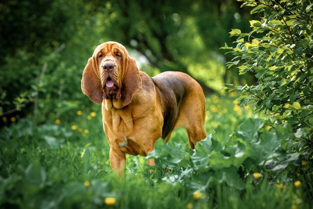 Quantos anos vive um cachorro? Expectativa de vida do Bloodhound é baixa