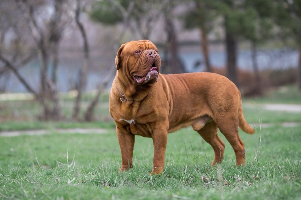 Qual a raça de cachorro que vive menos? Dogue de Bordeaux!