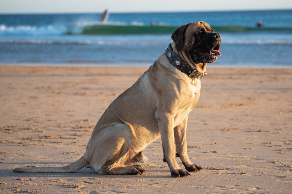 A expectativa de vida de um cachorro Mastiff Inglês fica entre 6 e 10 anos