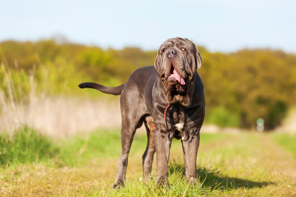 A expectativa de vida de um cachorro Mastim Napolitano chega a 10 anos