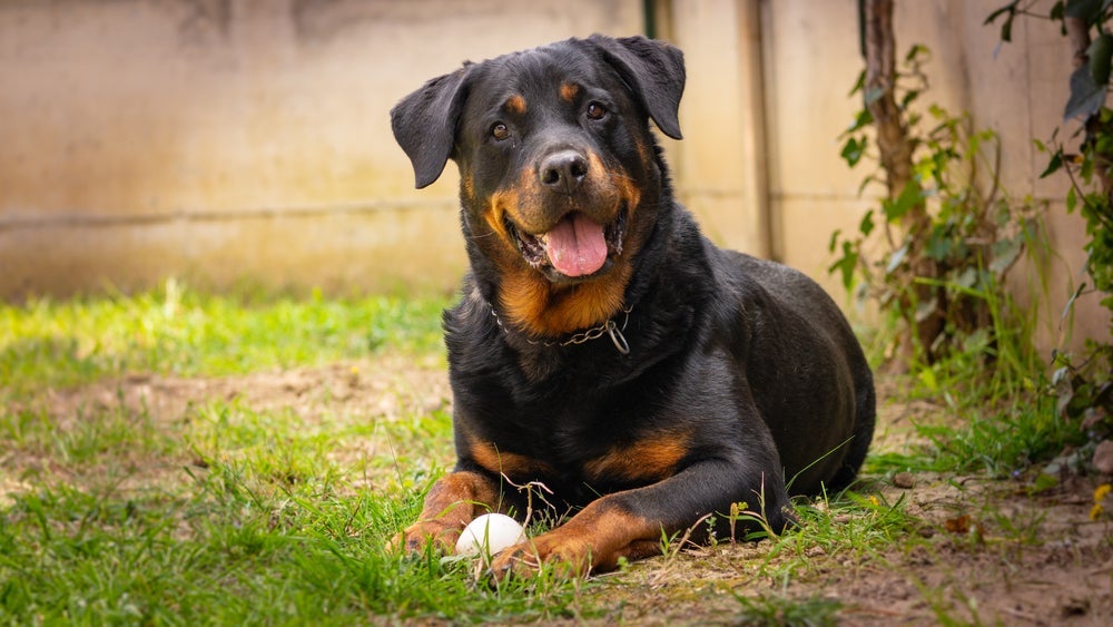 A média de quantos anos vive um cachorro Rottweiler é de até 10 anos