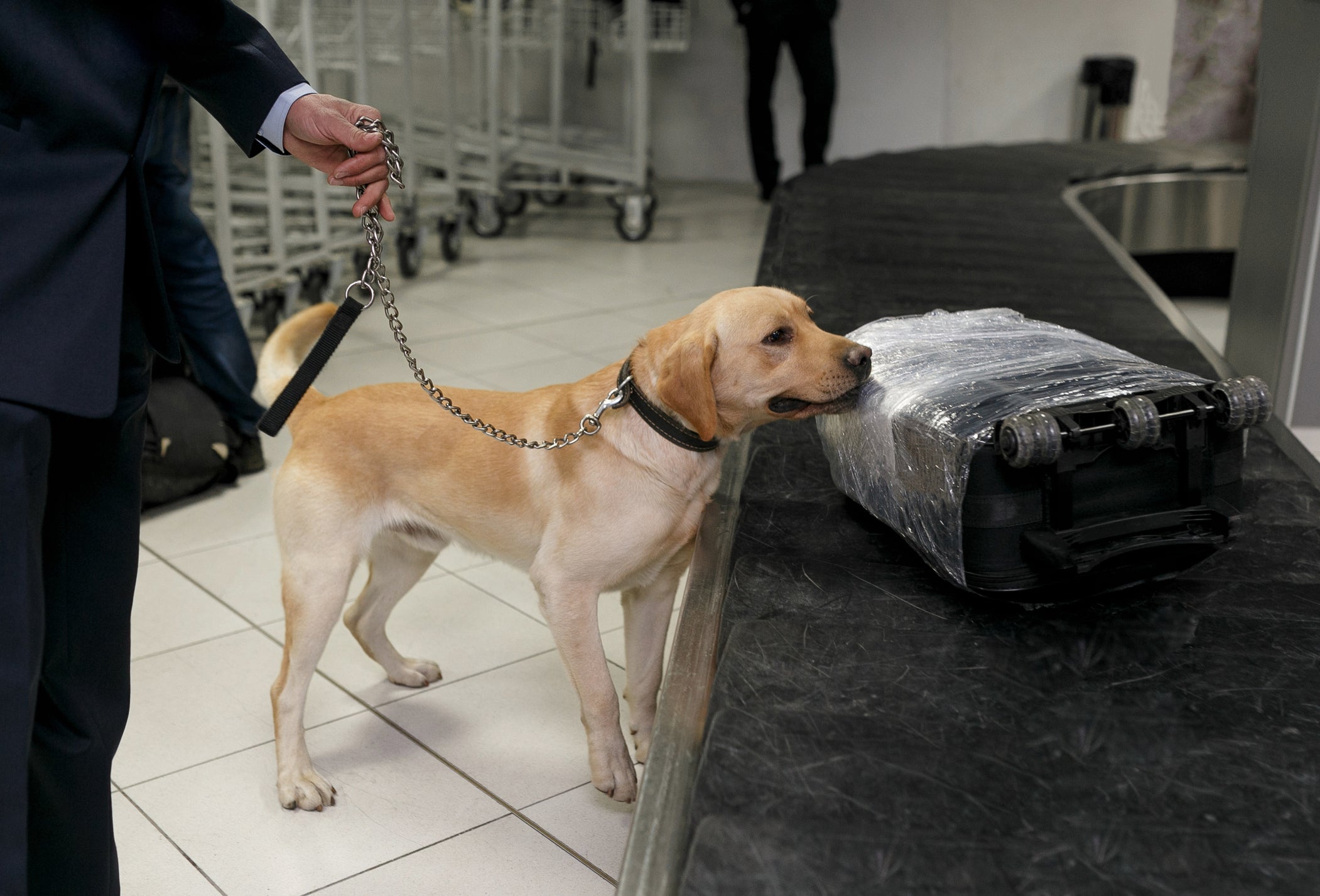 O Labrador é uma raça de cachorro farejador com um olfato poderoso