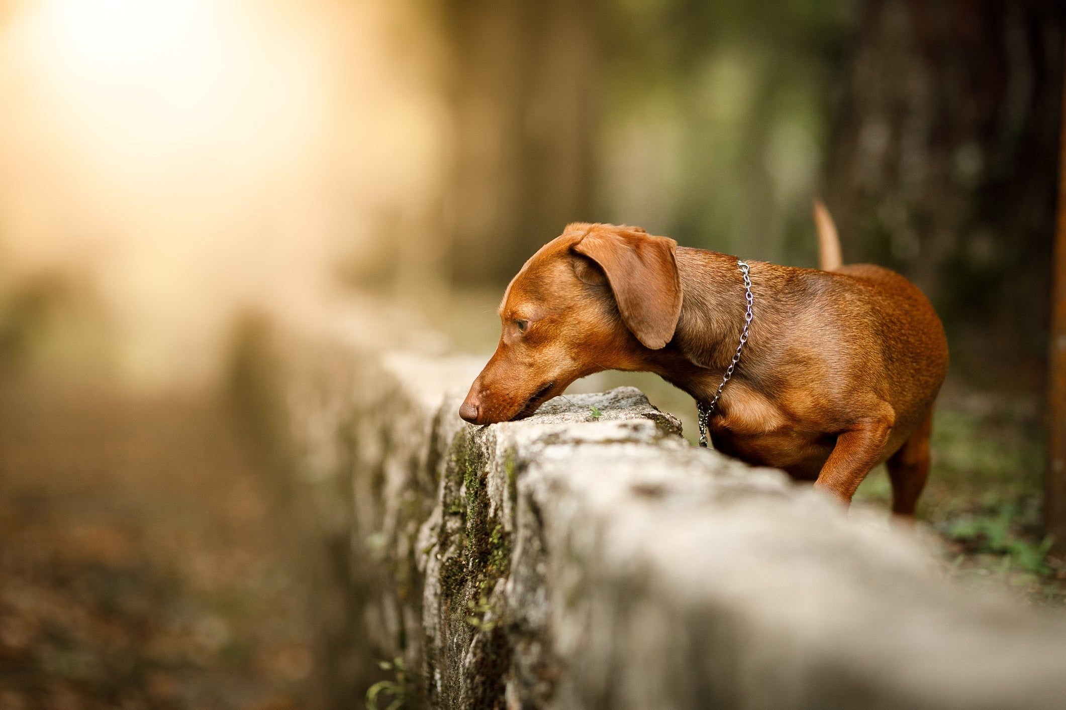 O olfato do cachorro é muito apurado e pode captar diferentes informações sobre o ambiente e outros animais