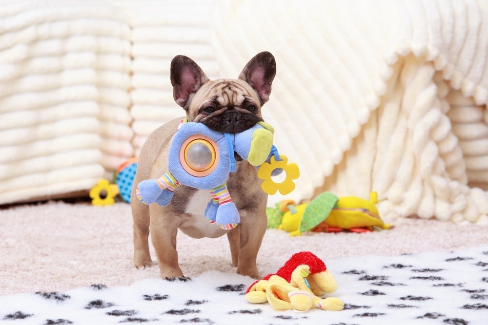Bulldog Francês é um pequeno cachorro bagunceiro que adora brinquedos!