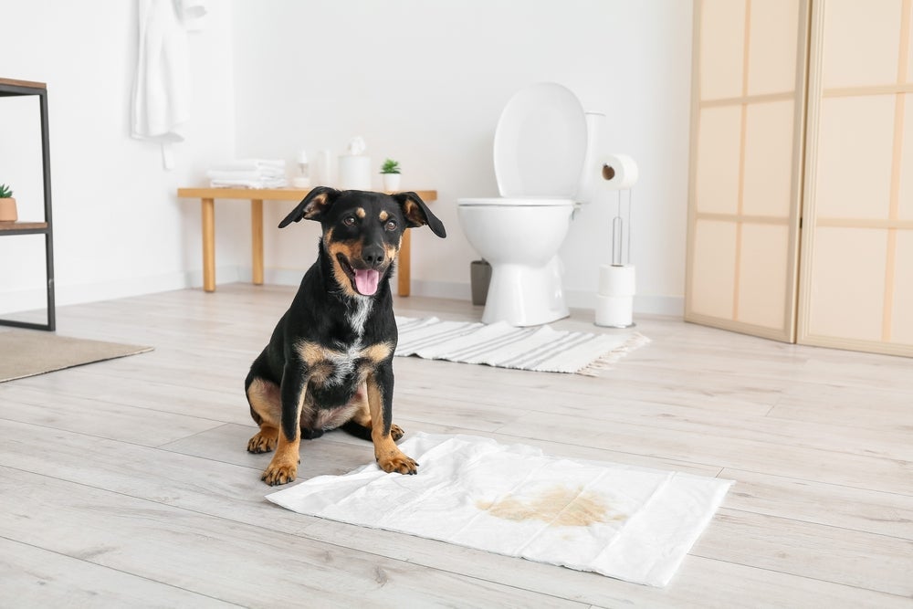 Como ensinar o cachorro a fazer as necessidades no lugar certo nem sempre é fácil, exige paciência