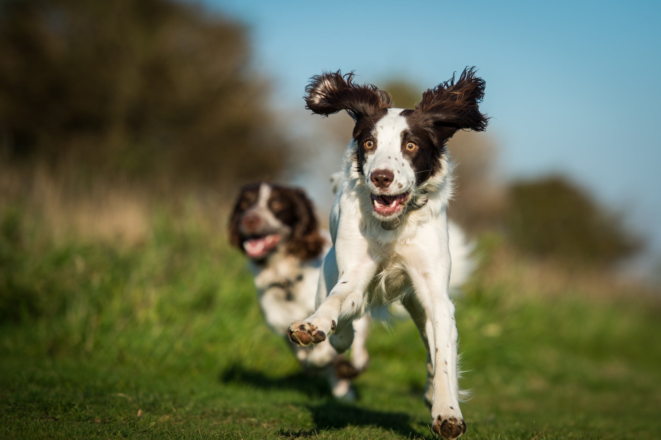 Cachorros felizes gostam de brincar e se divertir