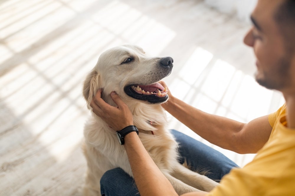 O cachorro alegre costuma demonstrar confiança no tutor e certa independência