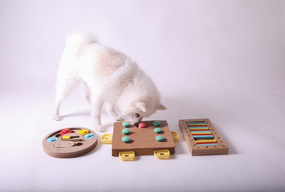 O quebra-cabeça para cachorro é capaz de entreter o animal por horas