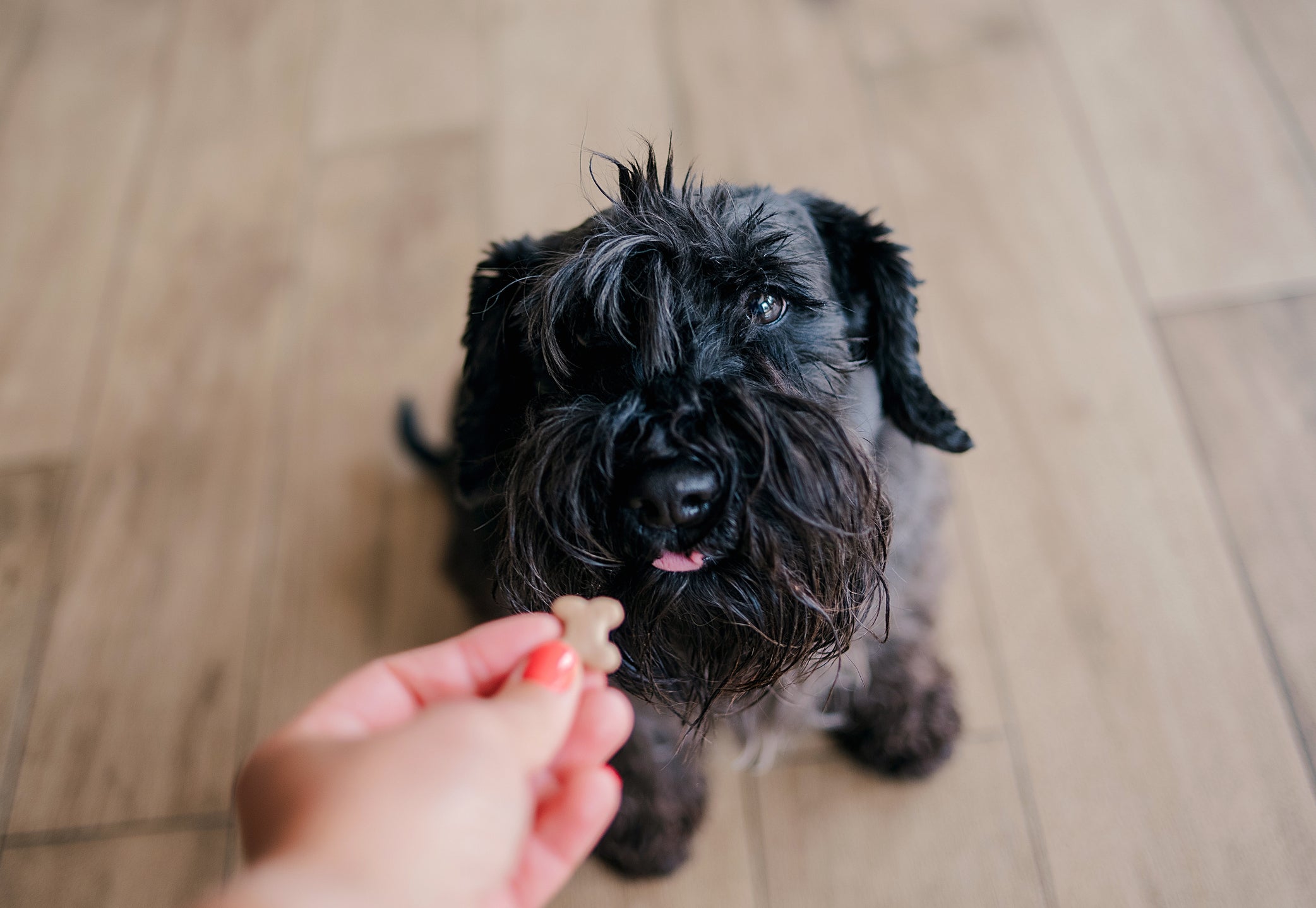 O petisco para cachorro é sinônimo de um cão feliz