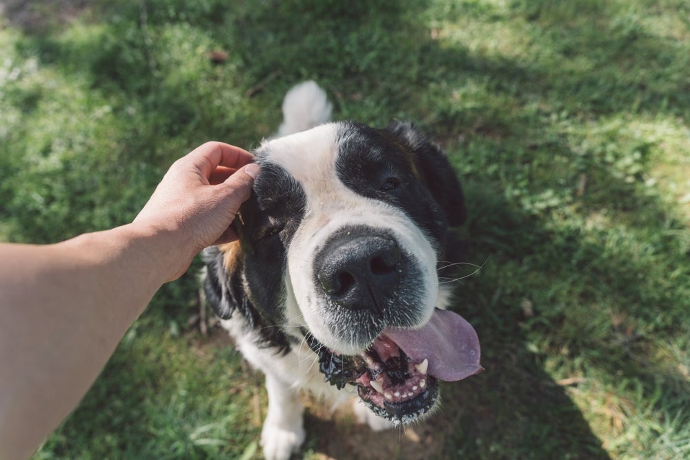 Passar um tempinho com o pet é sinal de um cachorro feliz